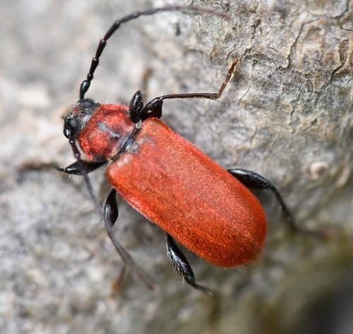 Pyrrhidium sanguineum